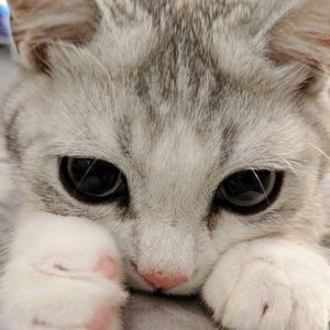 Meet your Posher, Audrey